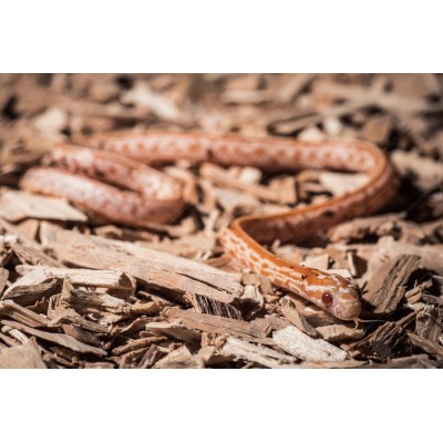 Serpiente del Maizal -  Anery albina - Pantherophis guttatus